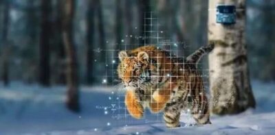 Wildlife - Wildlife - Artificial Intelligence
