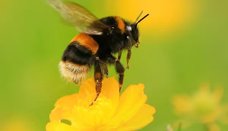 Organisations are at critical risk from Bumblebee Malware Loader